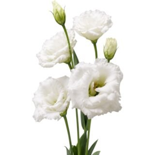 Manojo Lisianthus