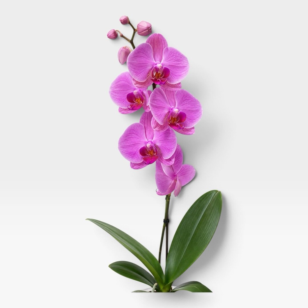 Vara Orquídea - Imagen 5
