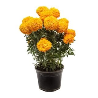 Maceta Flor de Cempasúchil